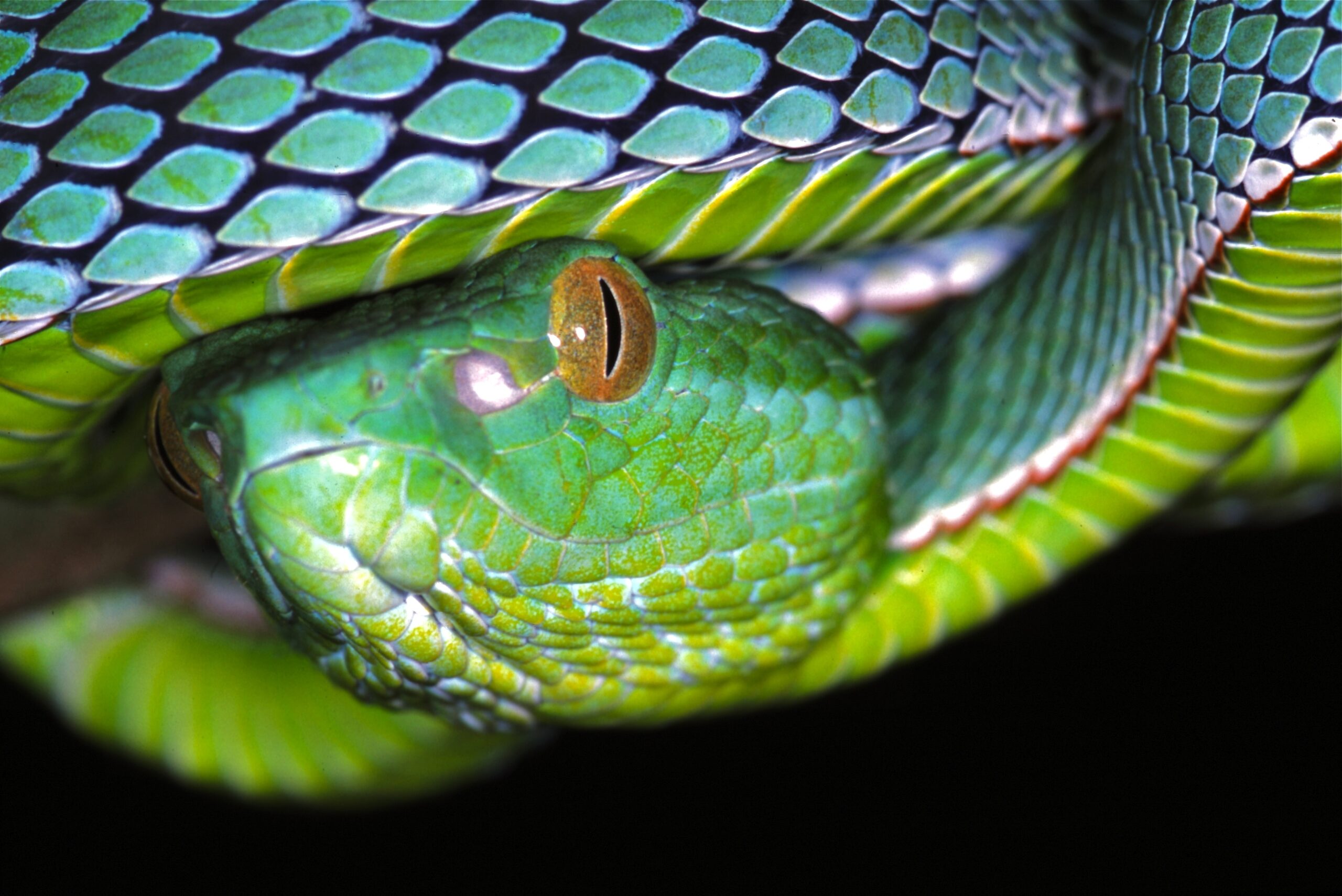 File:Vogel’s Pit Viper