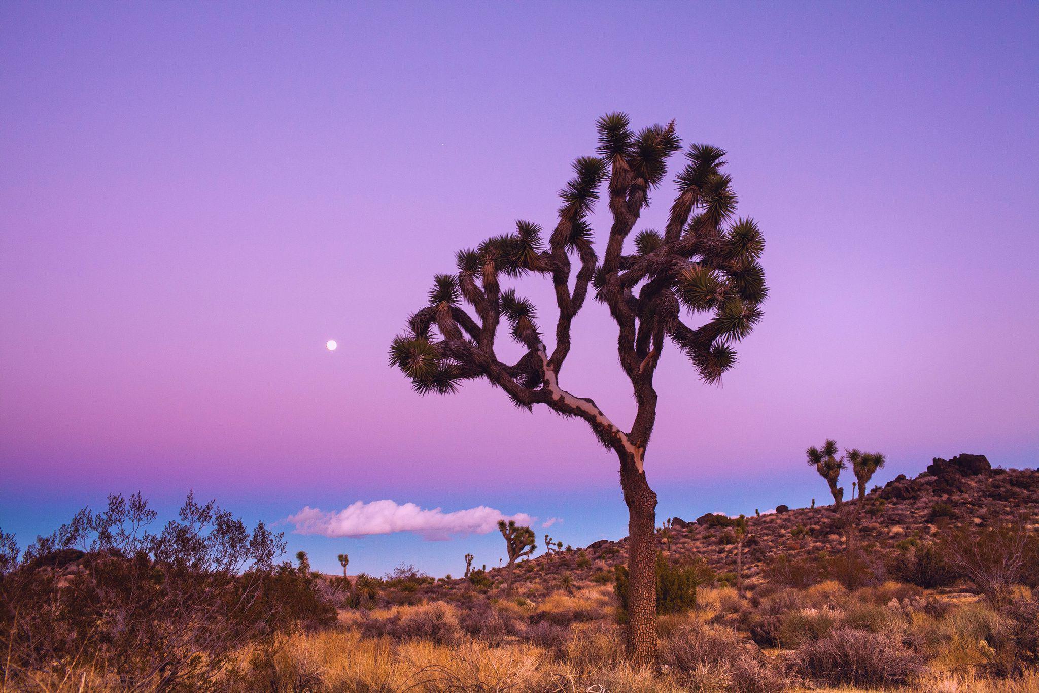 Joshua Tree National Park Winter