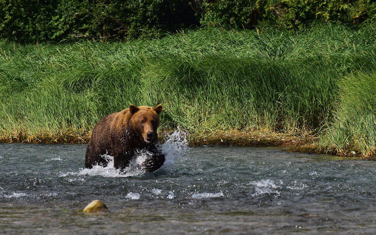 Salmon of The Coast