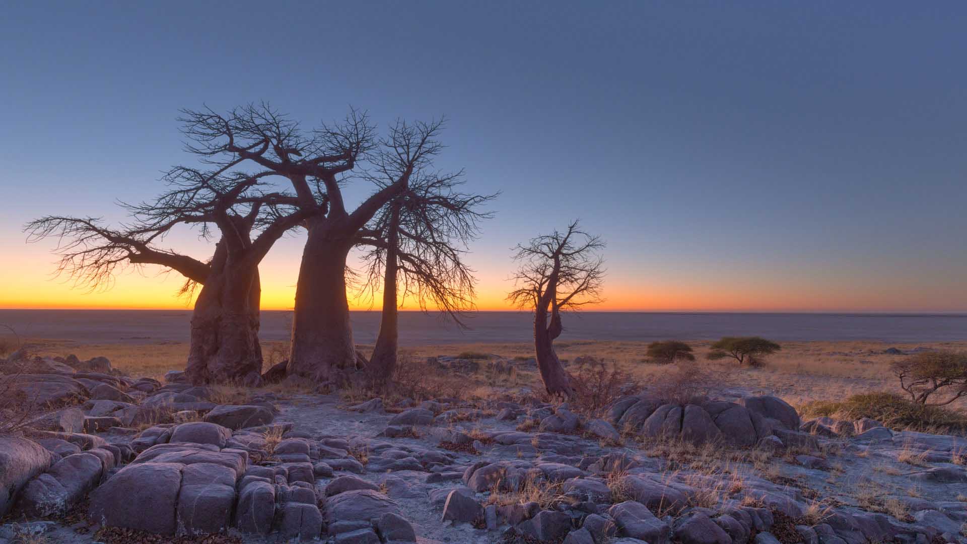 Wild Botswana: Okavango Delta & Makgadikgadi Pans