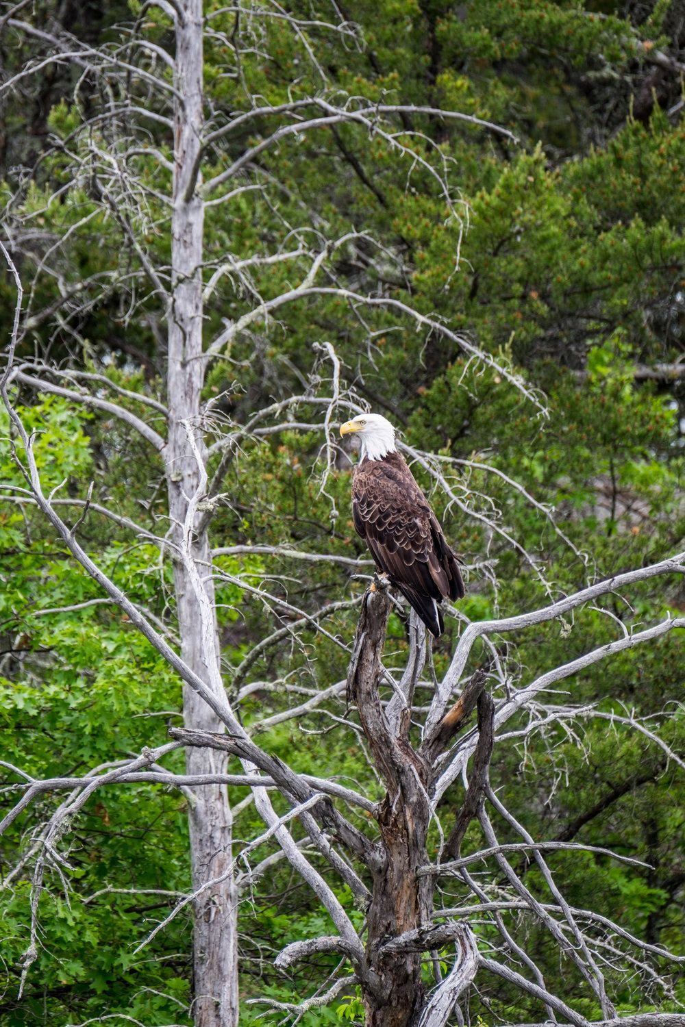 Voyageurs National Park