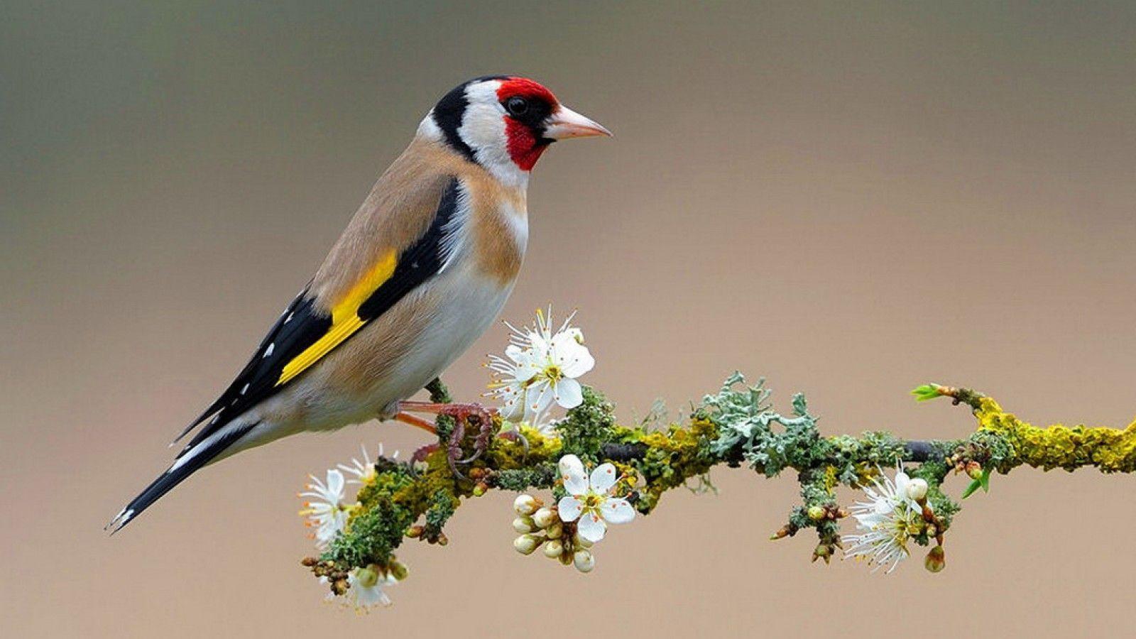 Birds Flowers Wallpapers