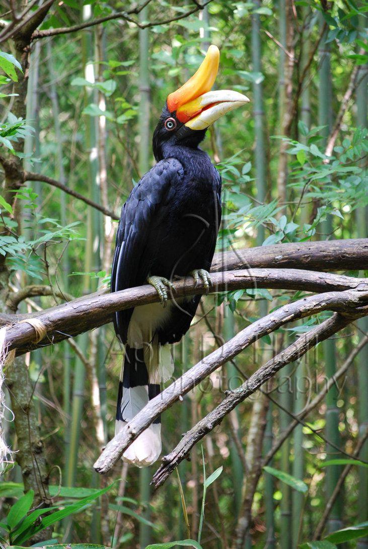 Rhinoceros Hornbill II by AprilDHallPhoto