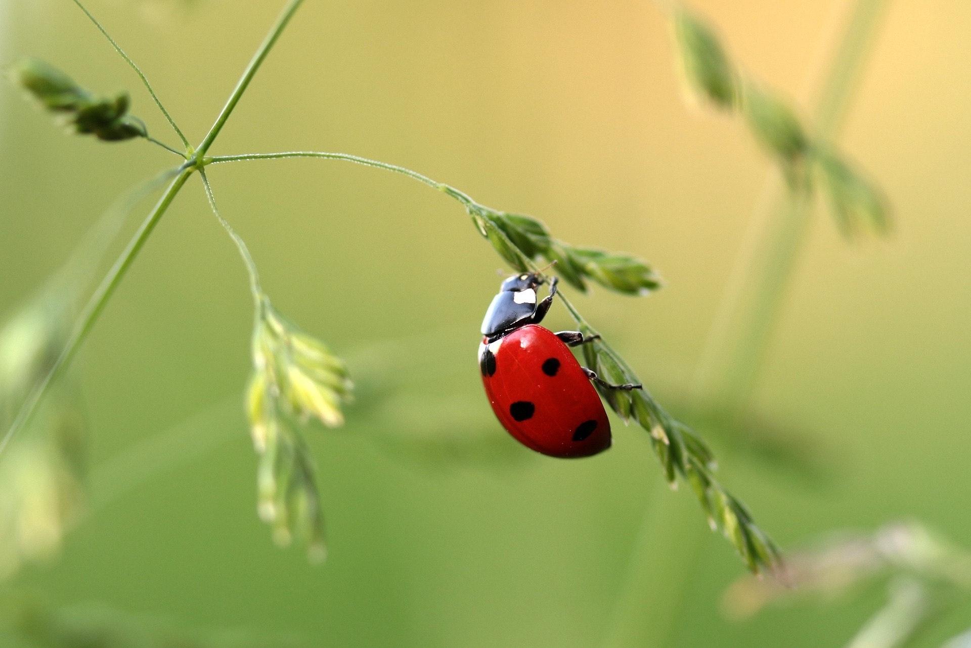 Close Up Photo of Ladybug on Leaf during Daytime · Free Stock Photo