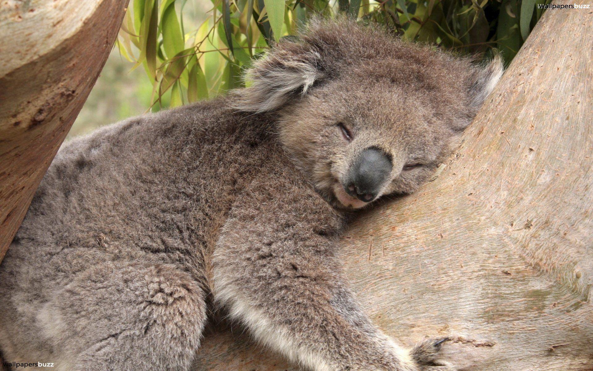 Sleeping koala HD Wallpapers