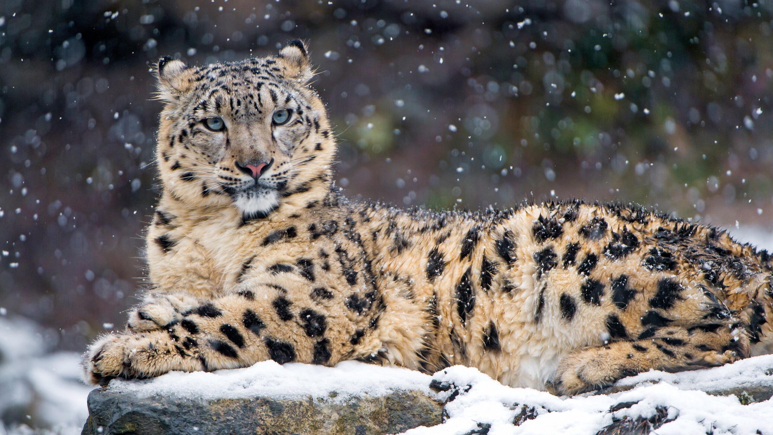 2954198 animals snow leopards leopard wallpapers