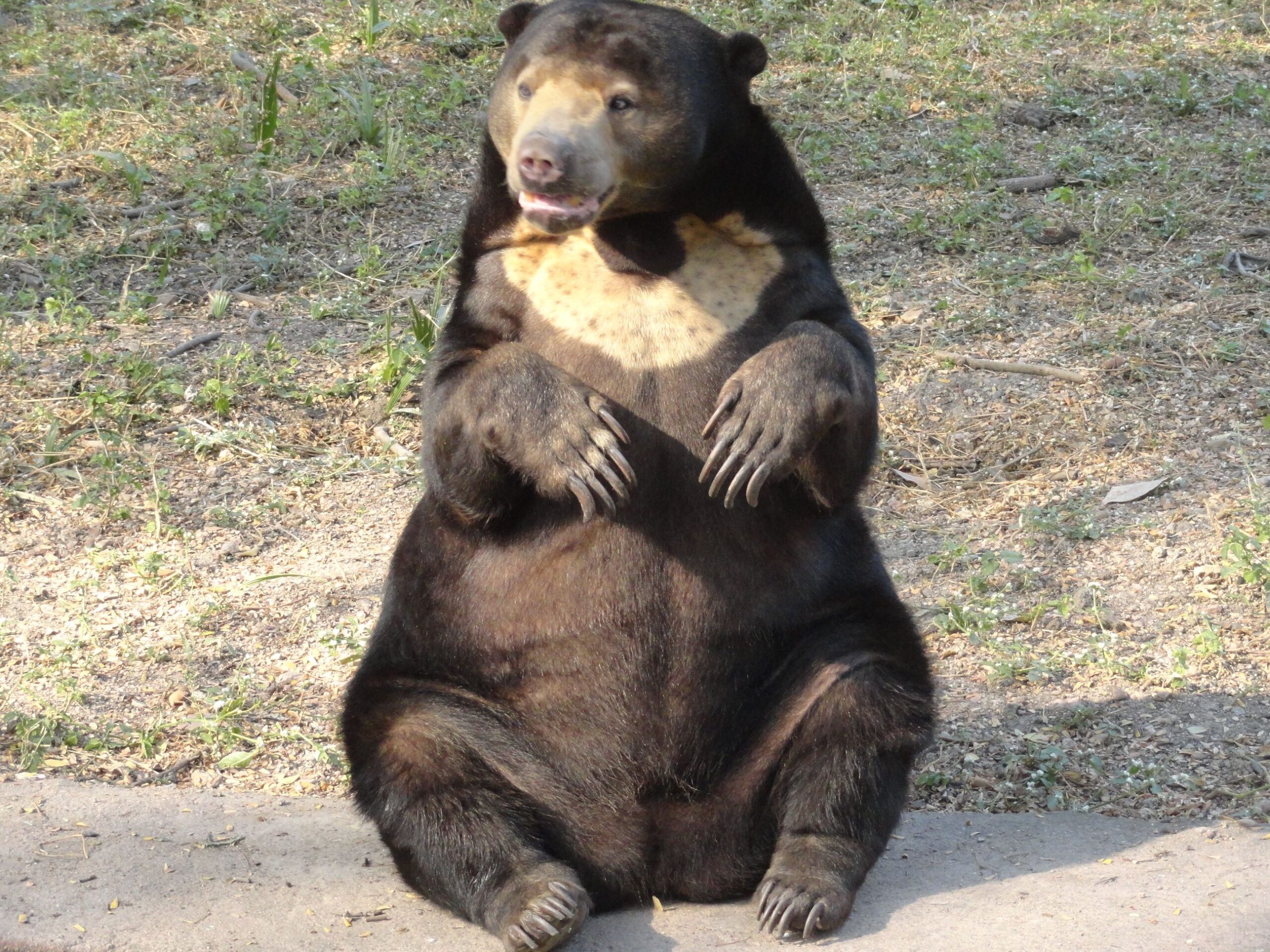 Holland Hammers on bear