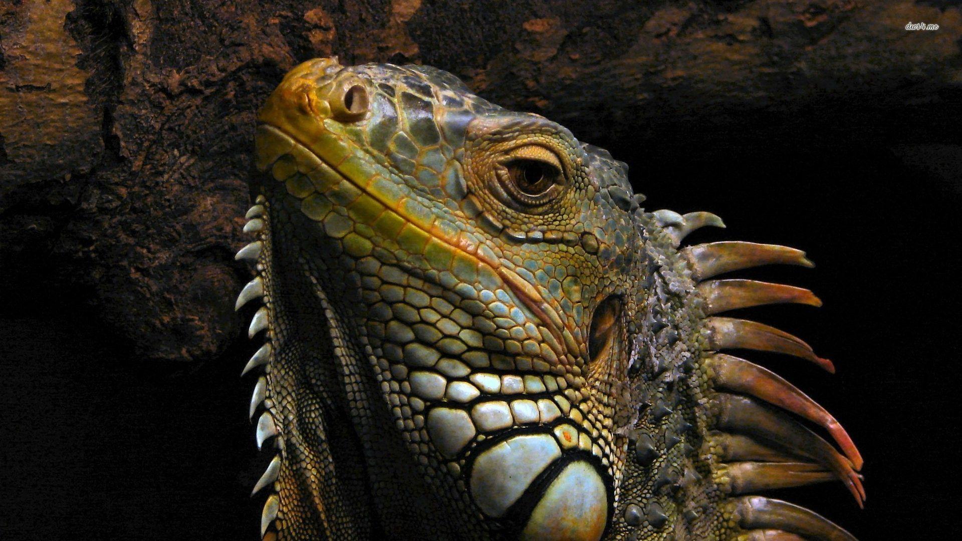 Iguana Image Galleries, 42+