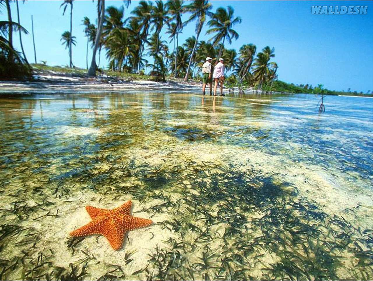 Starfish, Yucatan Peninsula, Mexico