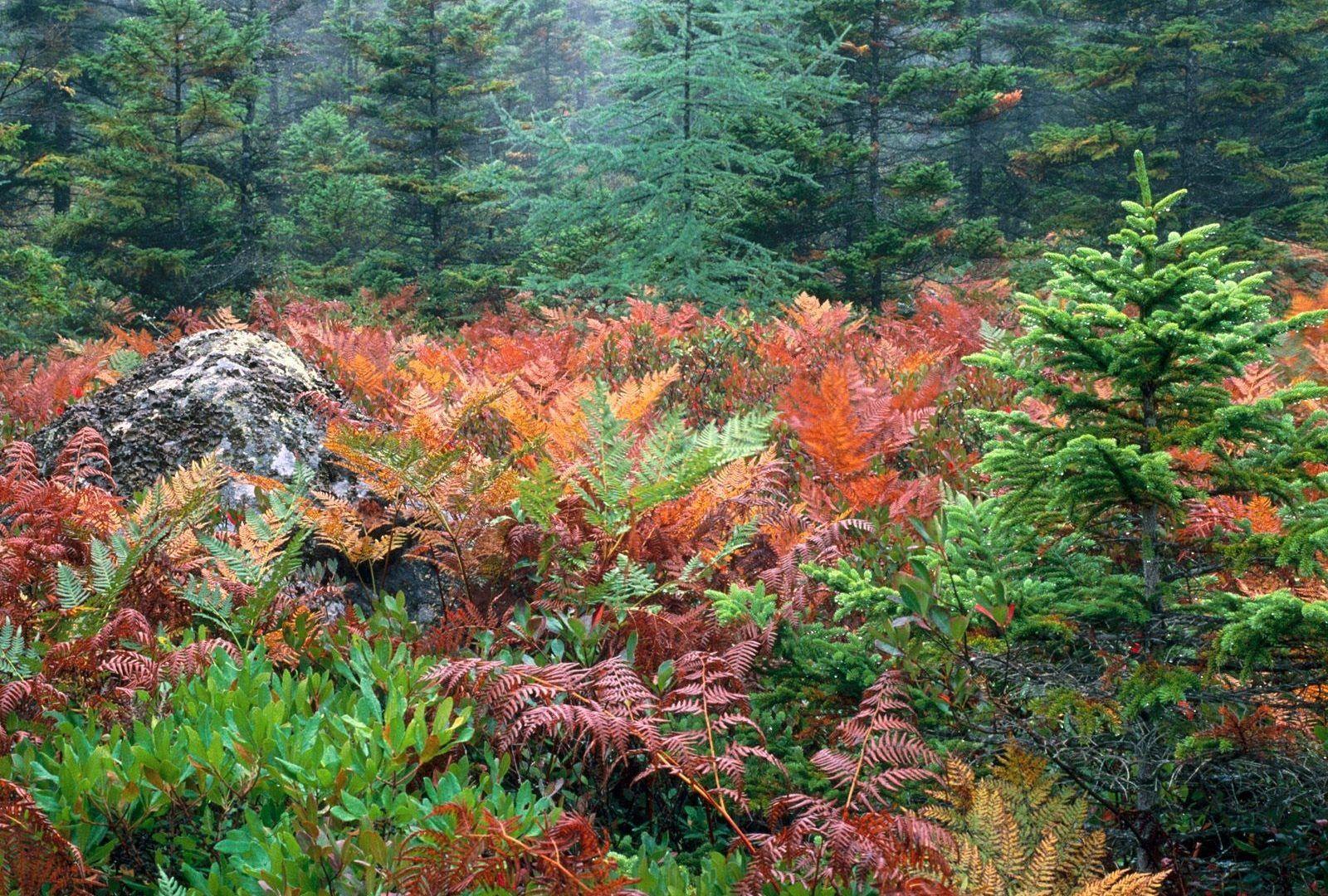 Forests: Acadia Furns National Colorful Autumn Park Wallpapers