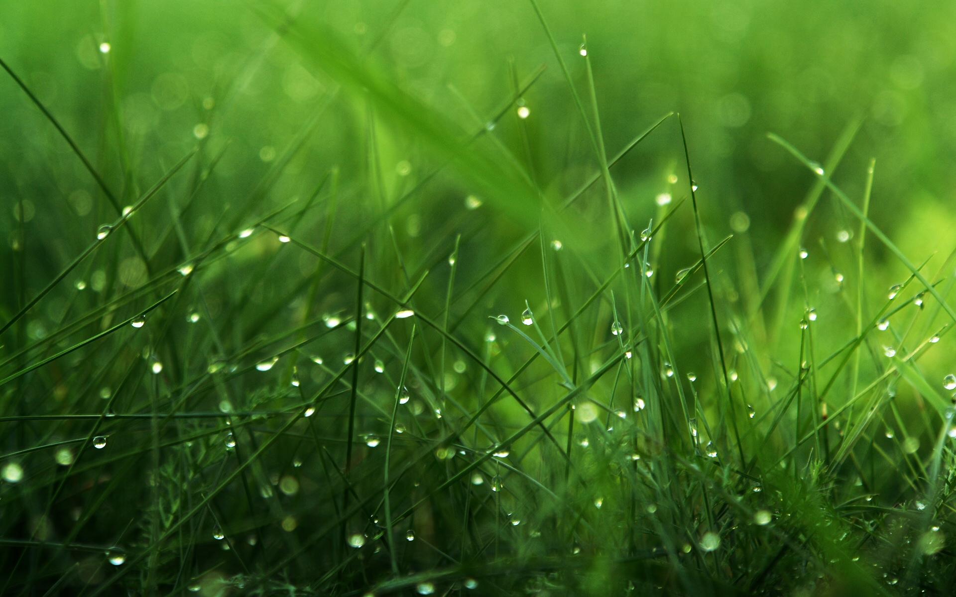 Grass Wallpapers 4