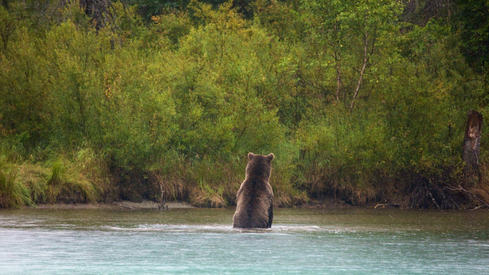 Animal Pictures: View Image of Lake Clark National Park and Preserve