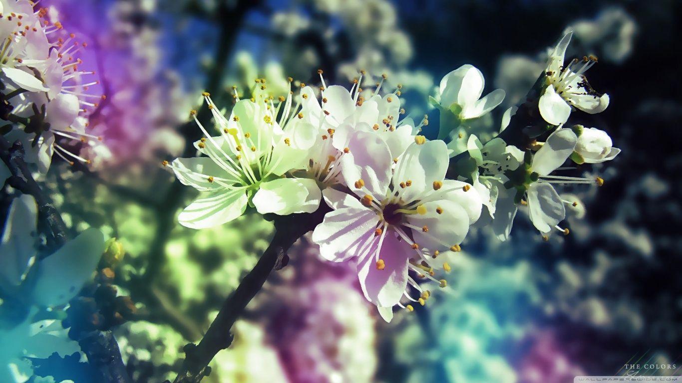 Colorful Spring HD desktop wallpapers : Widescreen : High