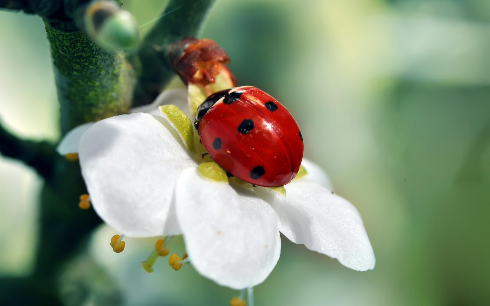 Ladybird wallpapers