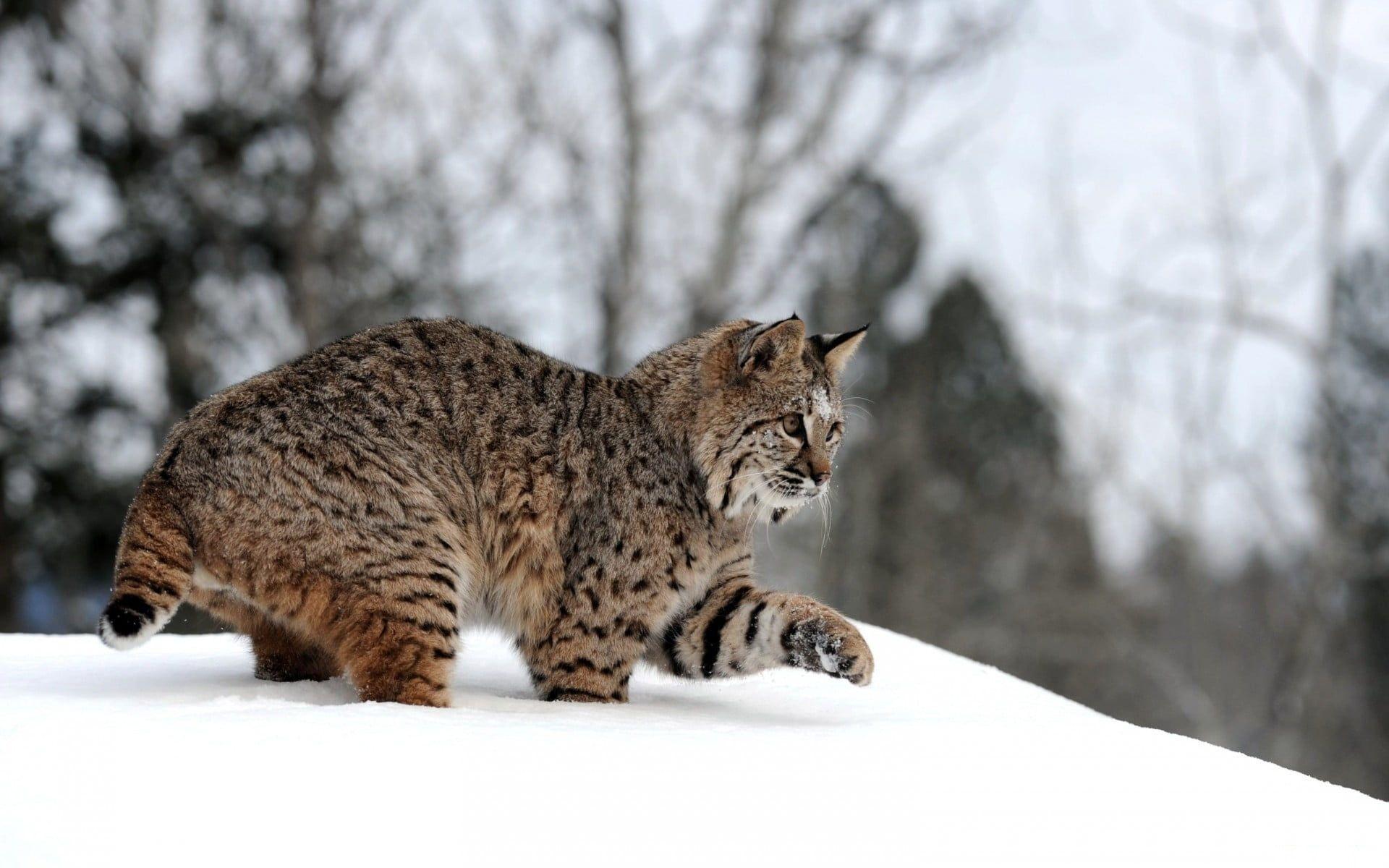 Bobcat on snow HD wallpapers