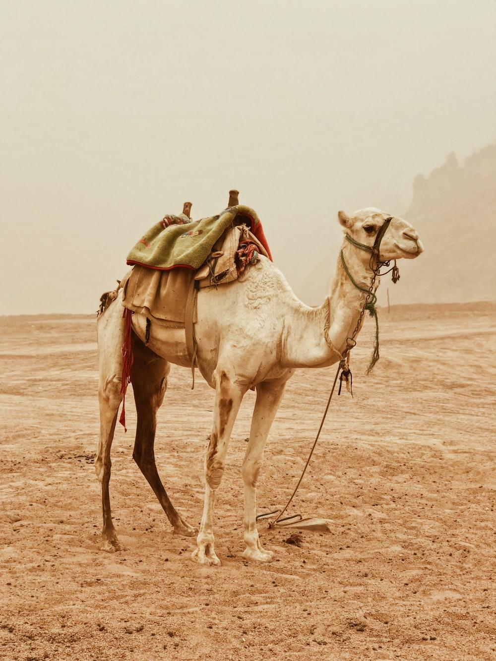 100+ Camel Pictures [HD]