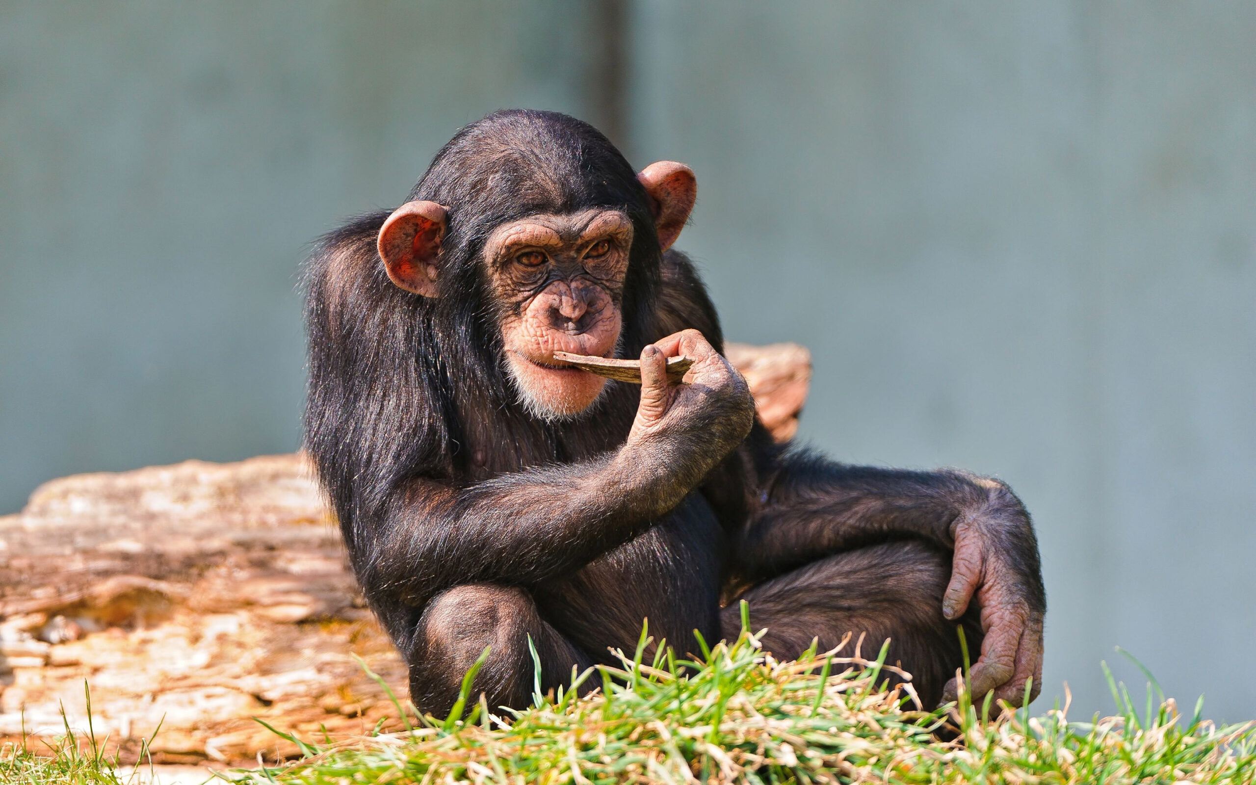 Chimpanzee Wallpapers