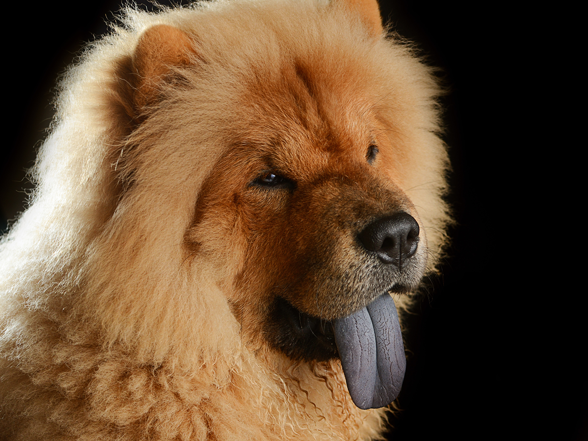 Image Chow Chow Dogs Ginger color Snout Head Animals