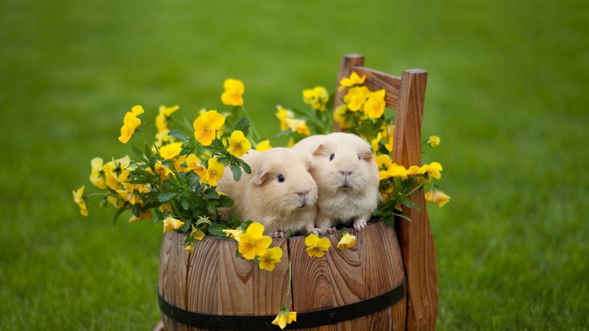 Cute Hamster Wallpapers 20011