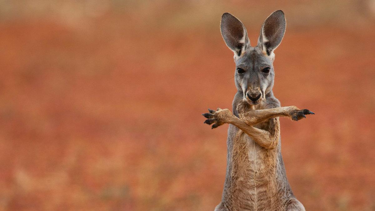 Kangaroo Wallpapers, 45: Wallpapers Of The Day: Kangaroo