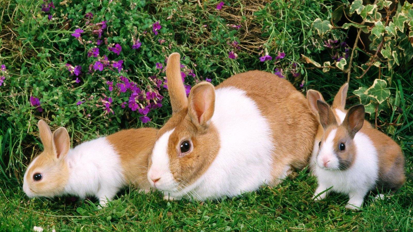 Rabbit Computer Wallpapers, Desktop Backgrounds Id: 355664