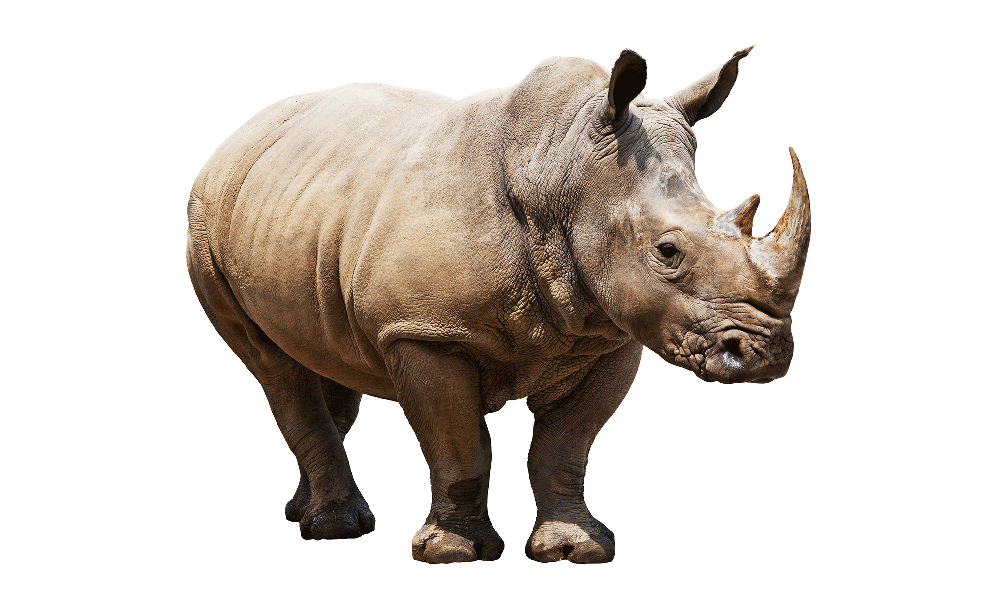 Most viewed Rhino wallpapers