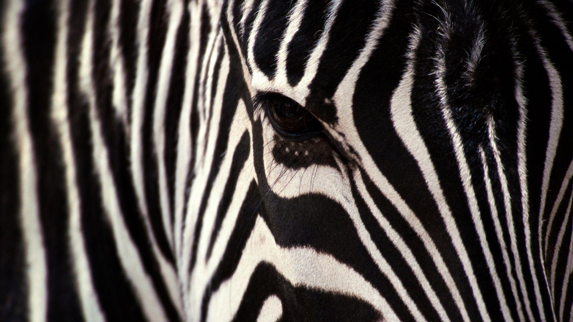 zebra wallpapers