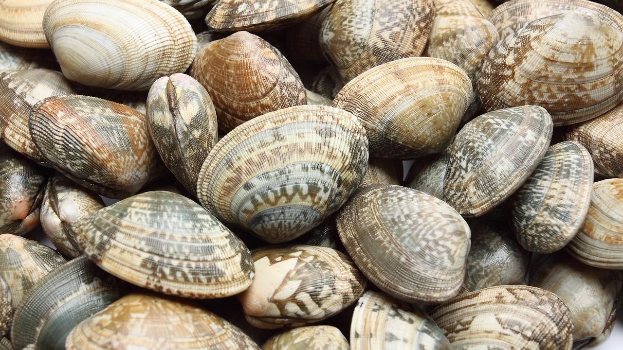 Clams wallpapers