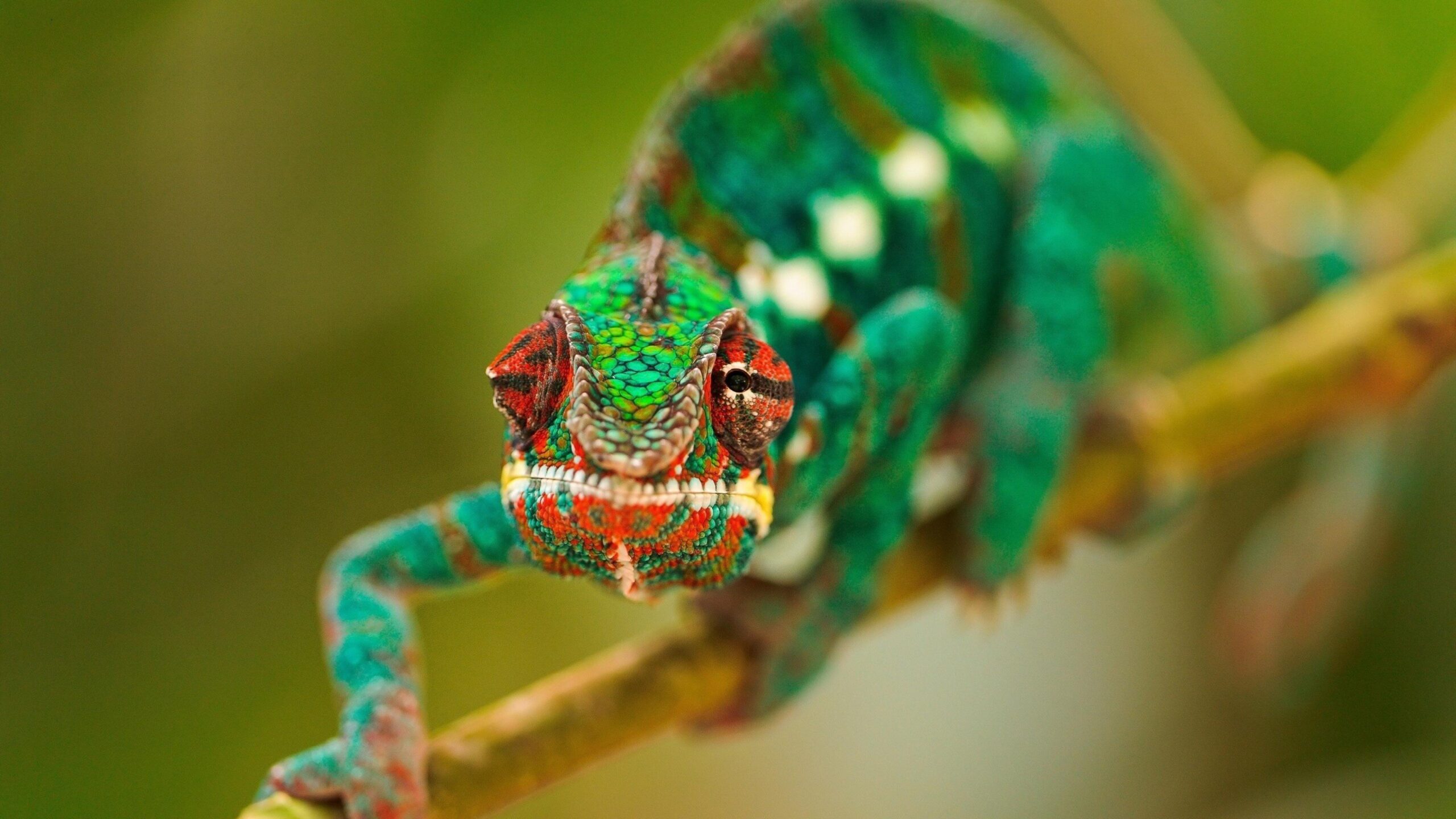 Chameleon Wallpapers Widescreen