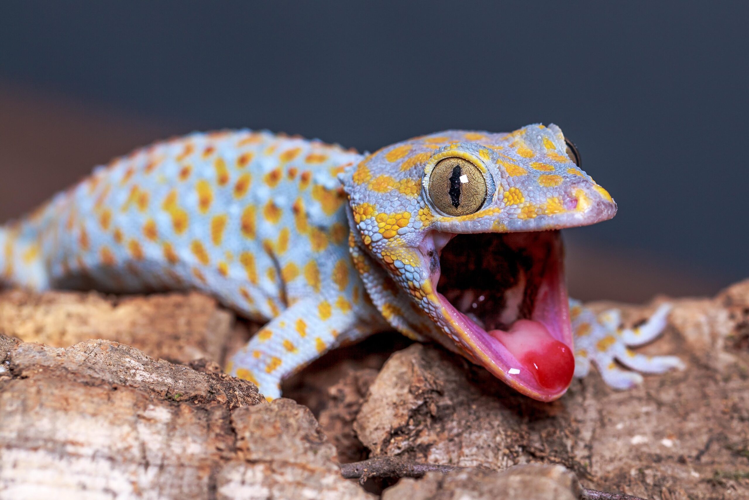 Tokay gecko