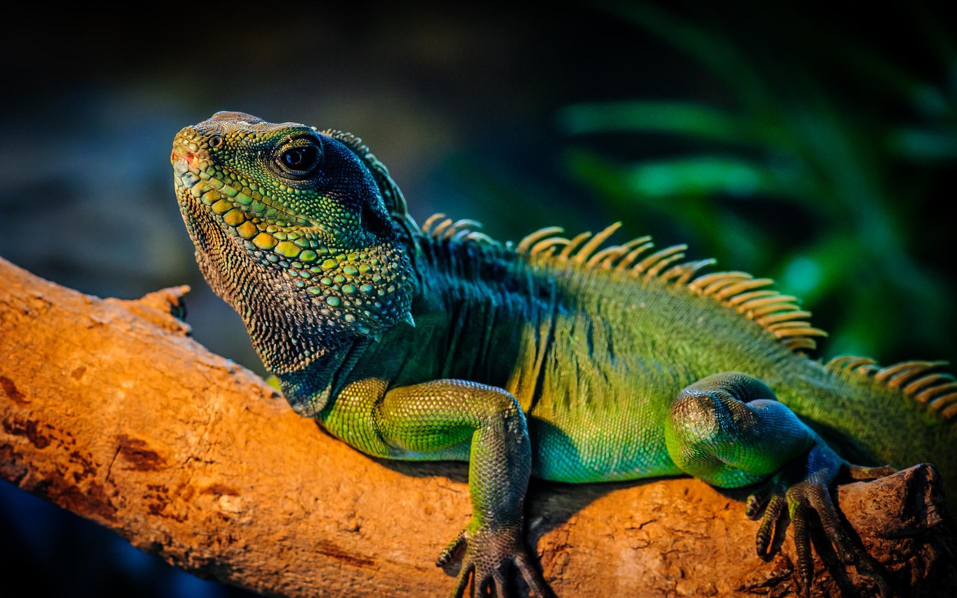 Iguana HD Wallpapers