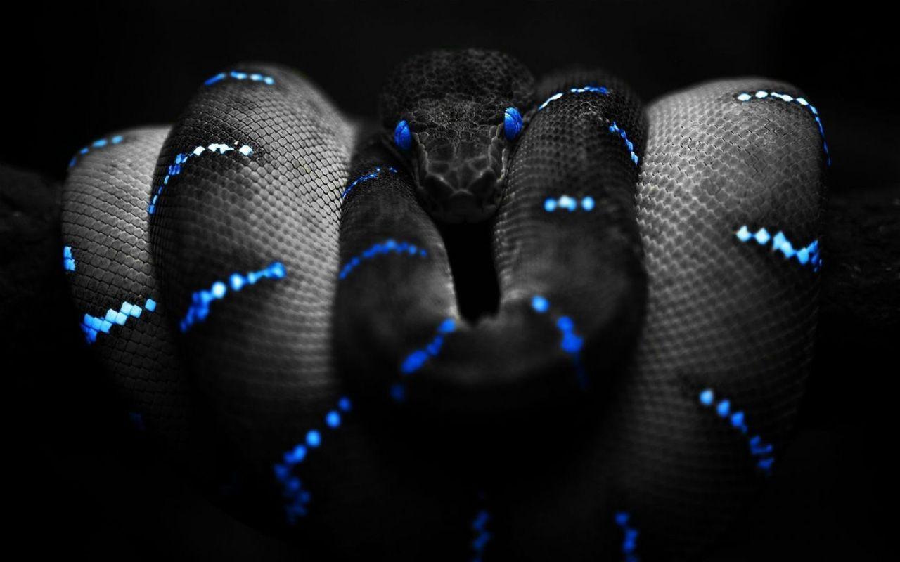 Snake HD Wallpapers