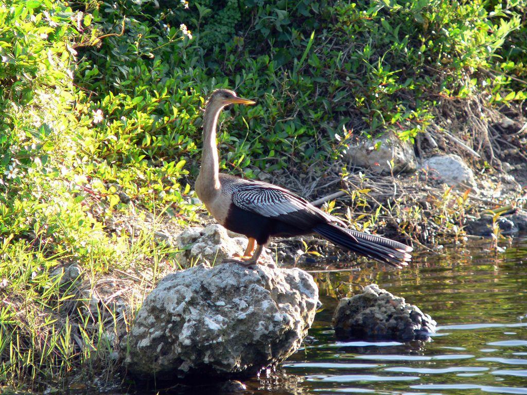 File:Anhinga anhinga