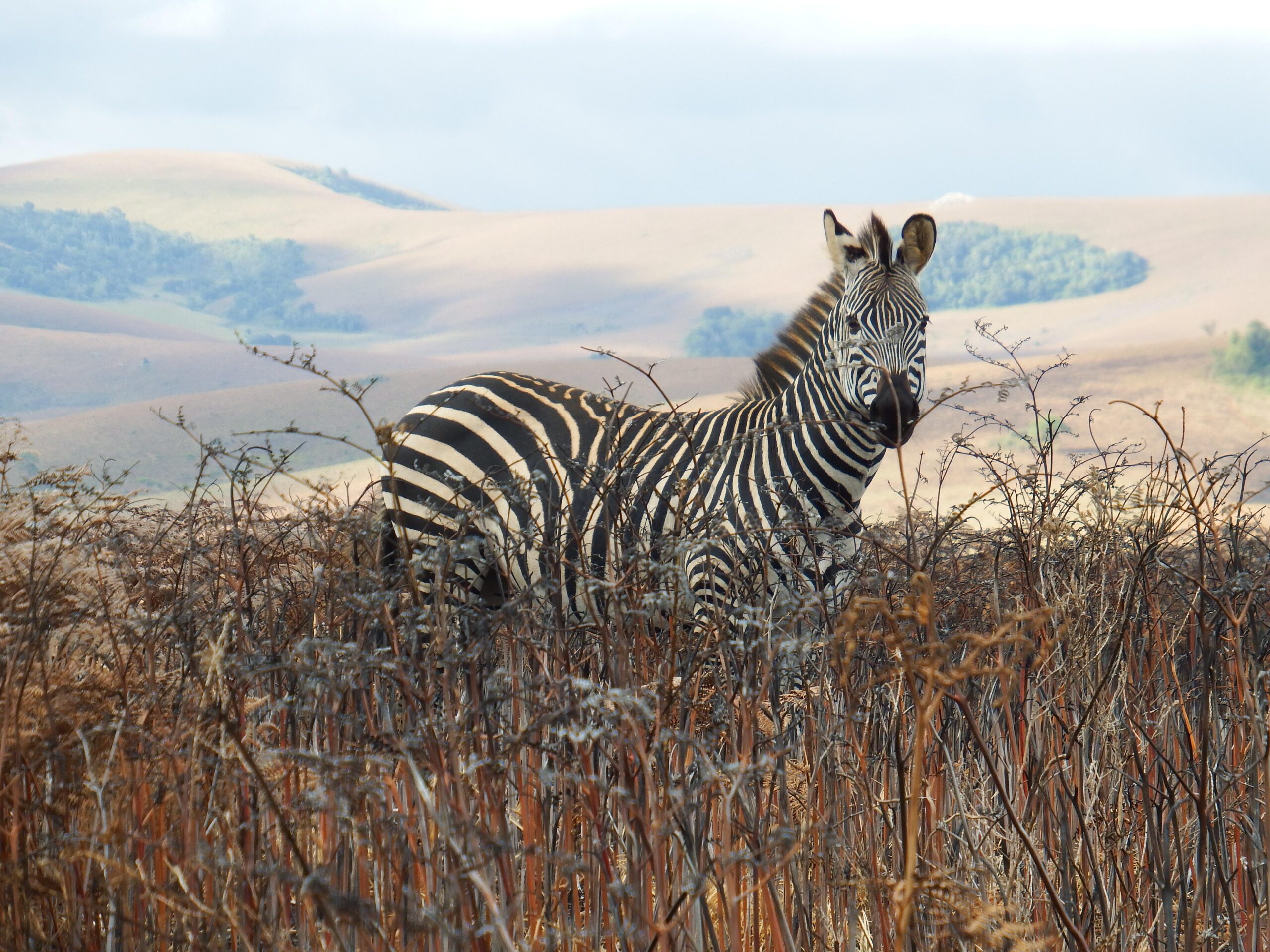 Kasungu