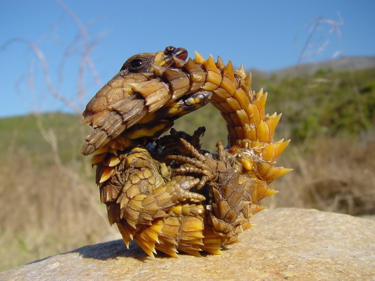 Armadillo Dragon