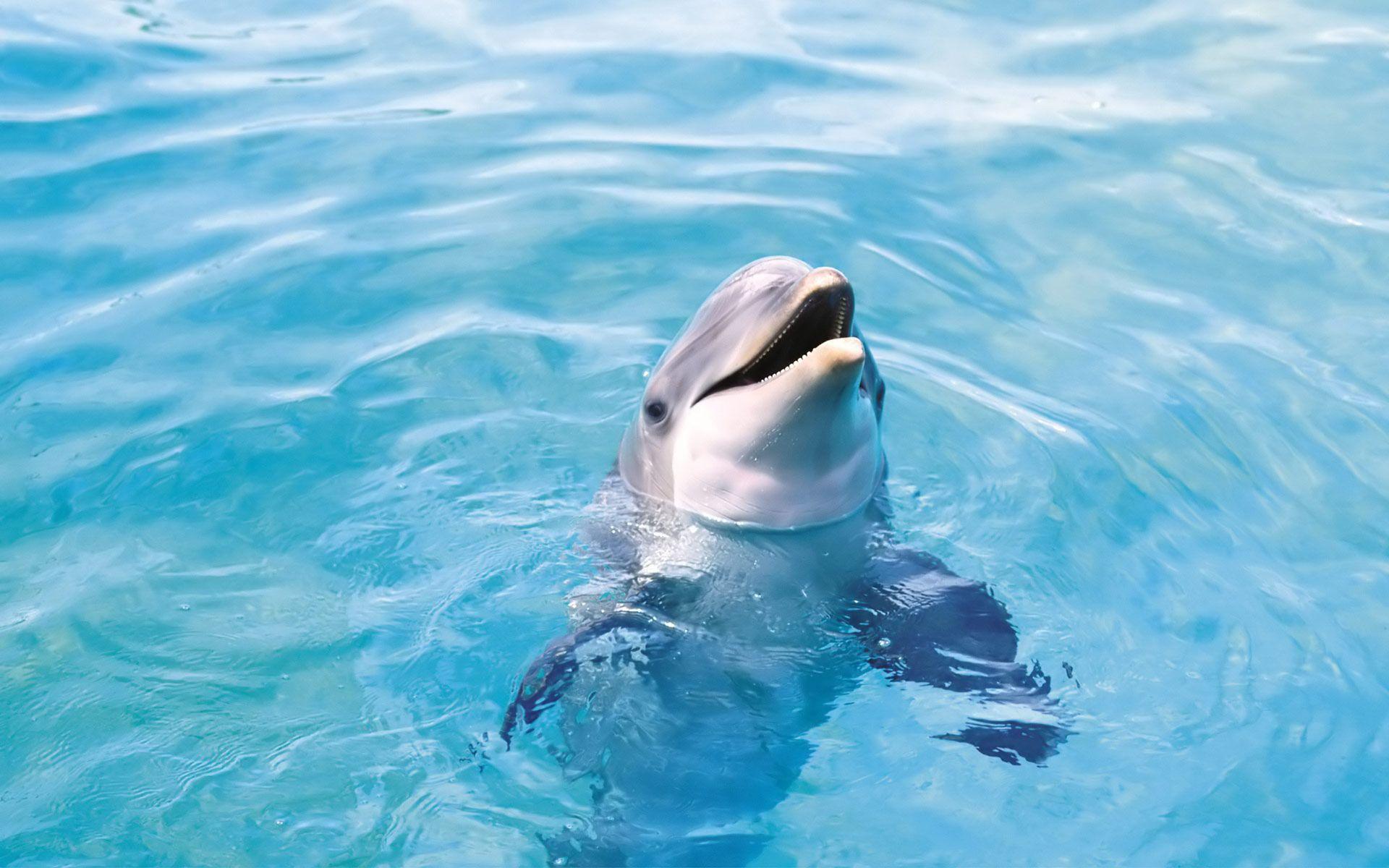 Dolphin Wallpapers 17 Backgrounds