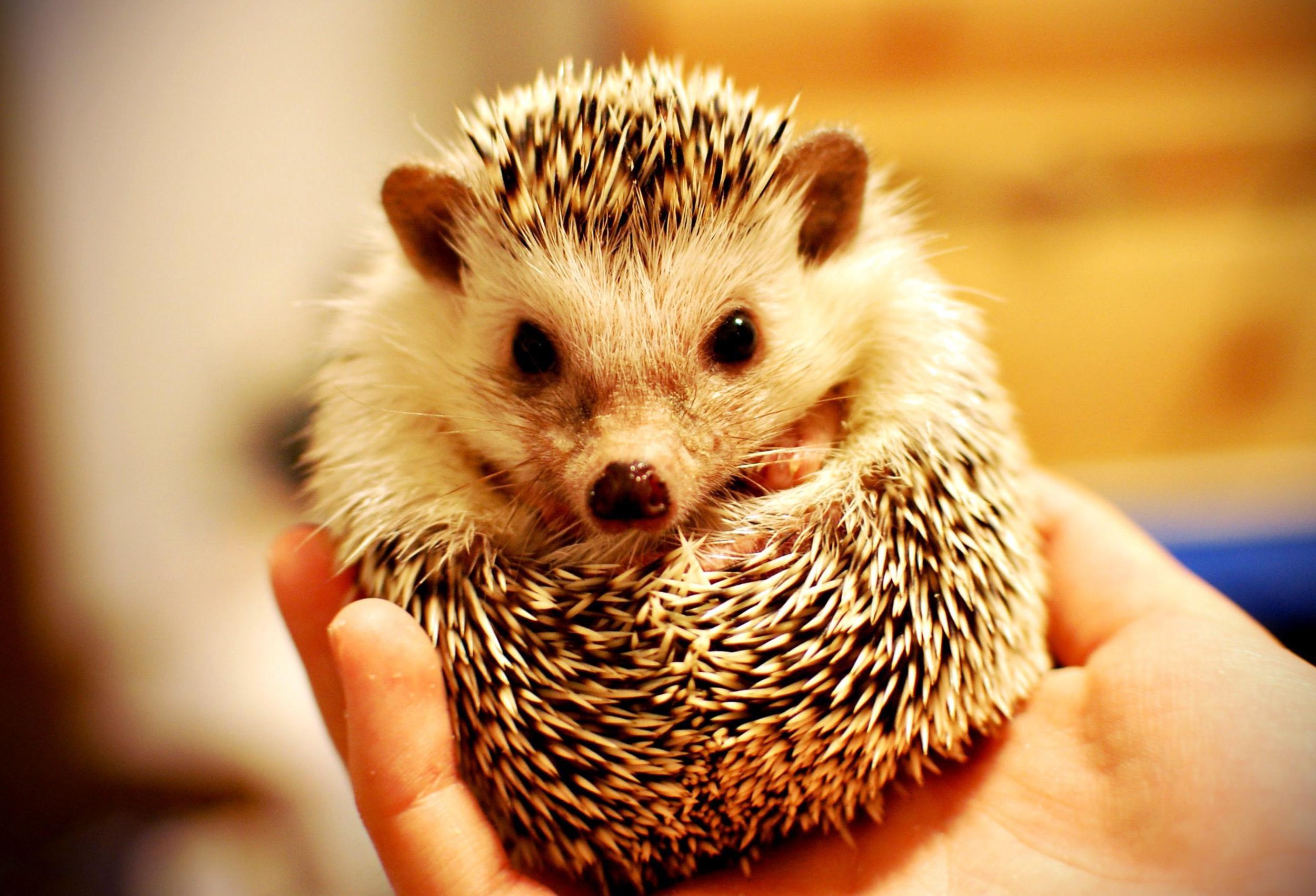 Hedgehog Pictures, Top on REuuN Wallpapers