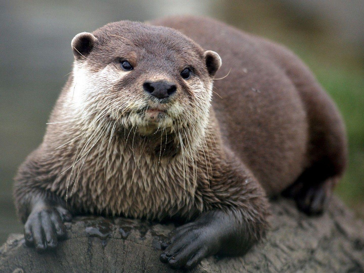HD otter wallpapers