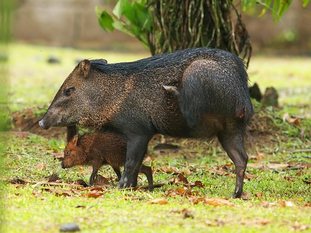 Collared peccaries