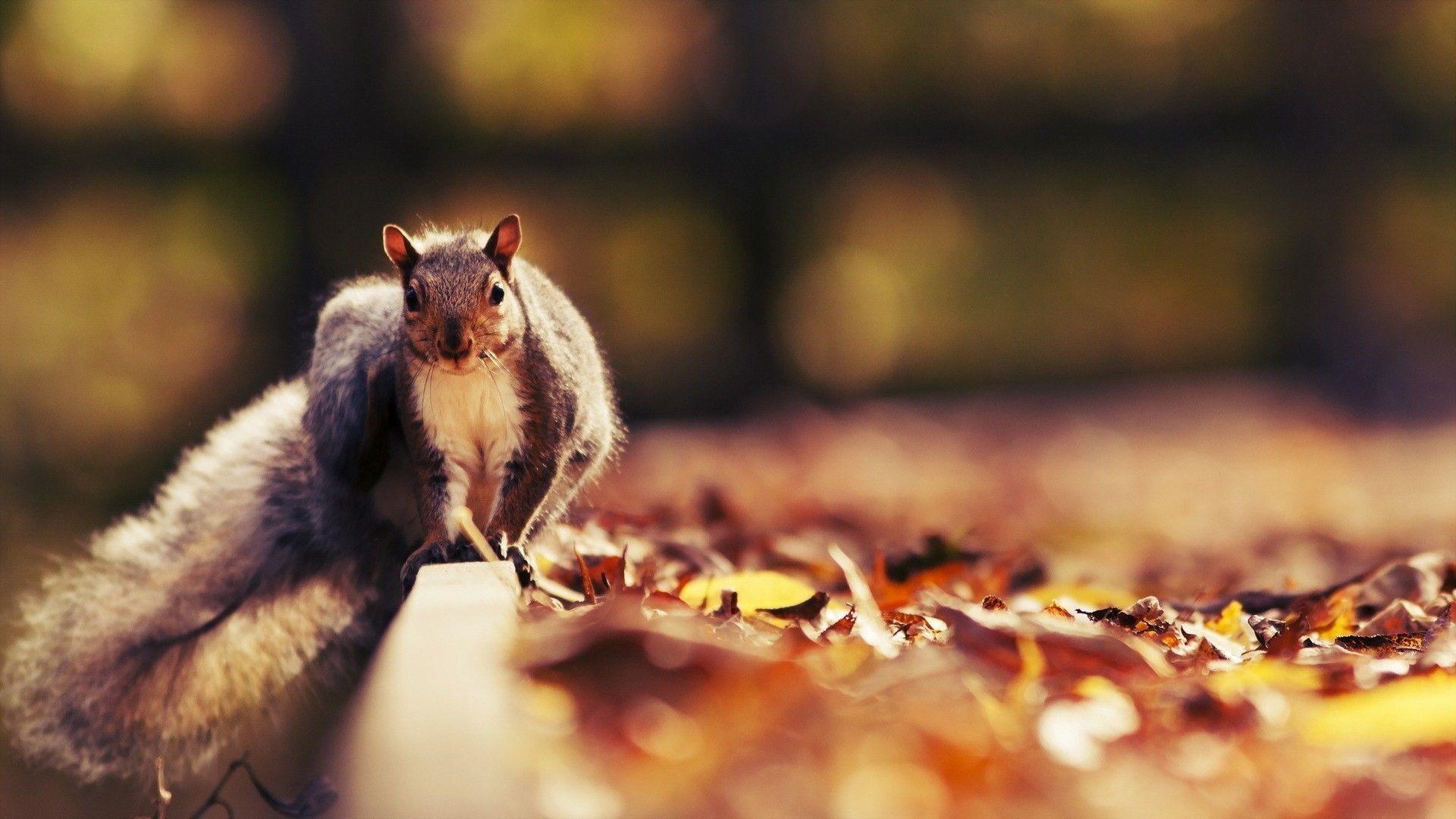 Squirrel Desktop Wallpapers