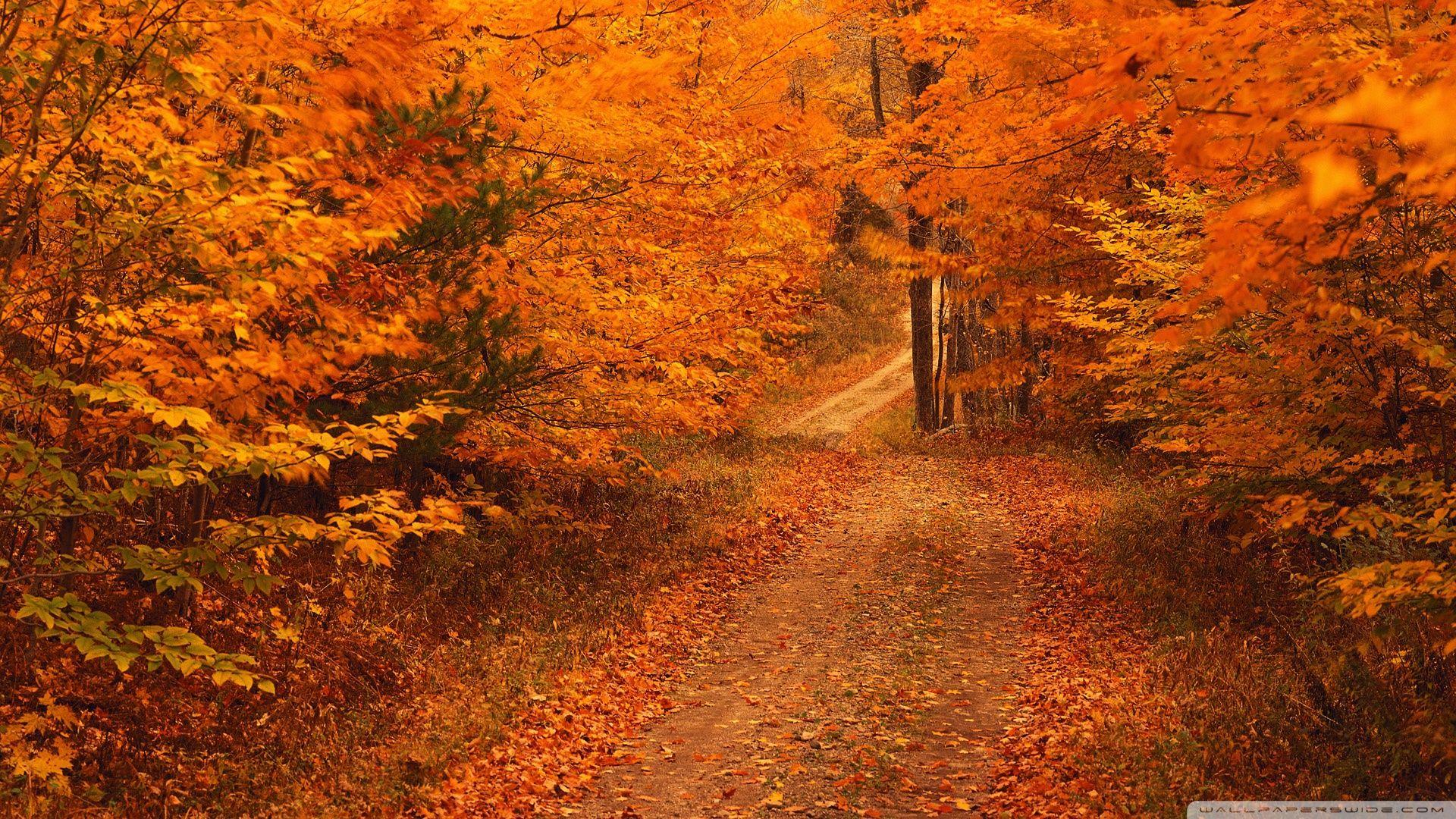 Road Less Travelled In Autumn Connecticut ❤ 4K HD Desktop Wallpapers