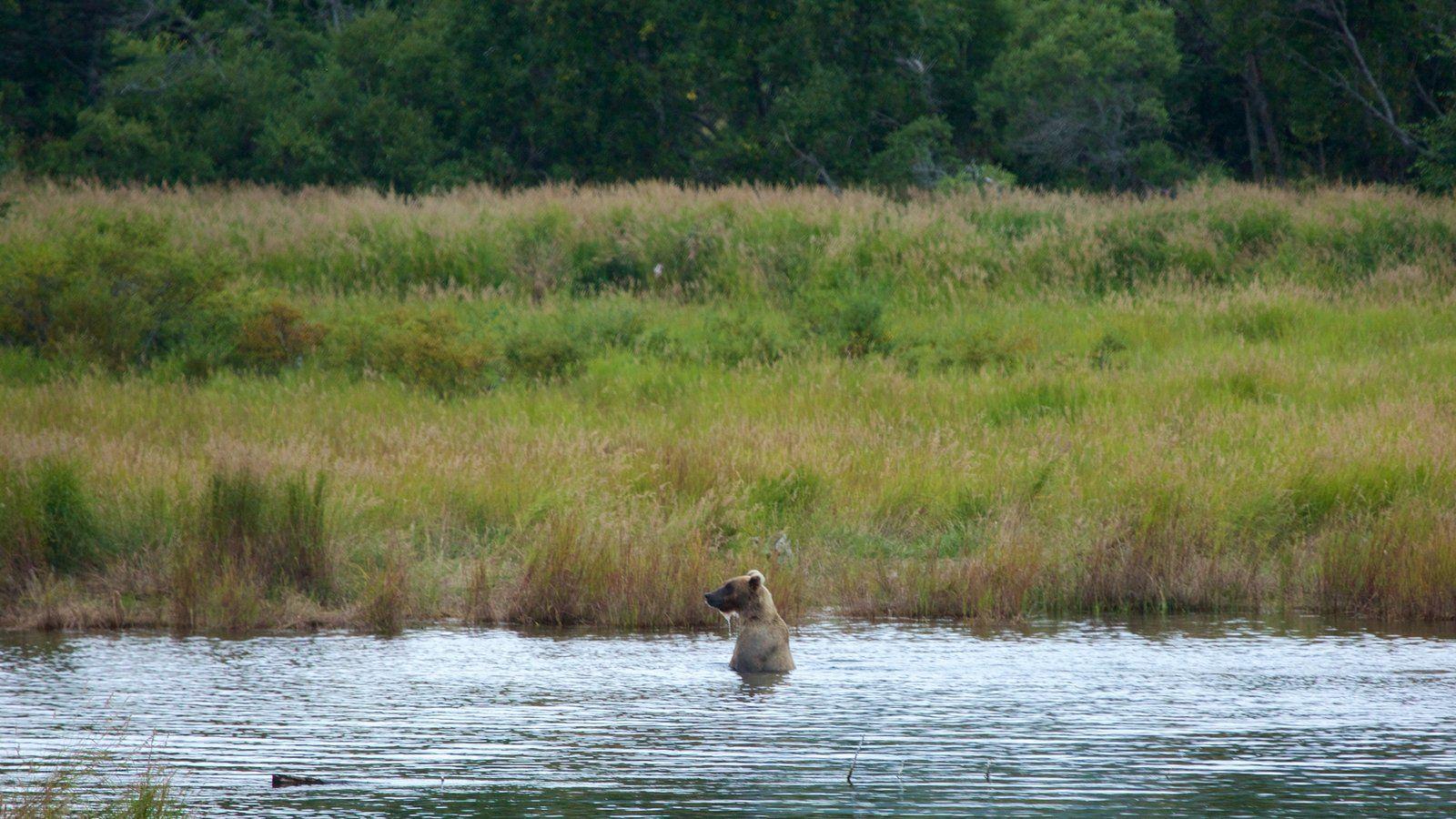 Animal Pictures: View Image of Katmai National Park and Preserve