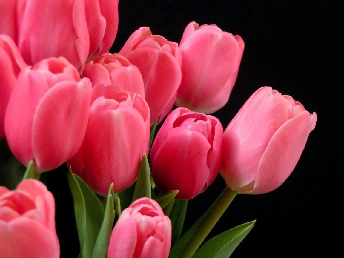 Pink Tulip HD Wallpapers