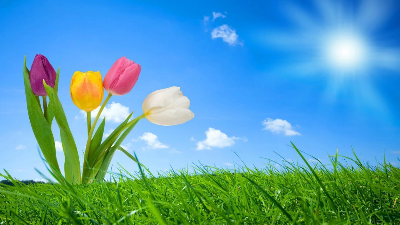 Tulip Print Wallpapers 24194 Hd Wallpapers in Flowers