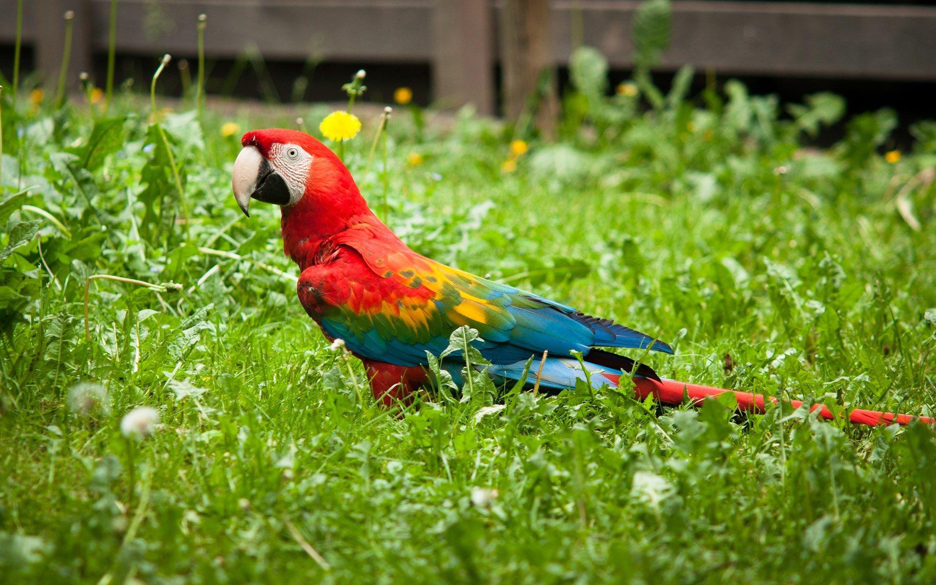 Red Green Macaw Wallpapers Wide » Download Wallpapers Laptop HD