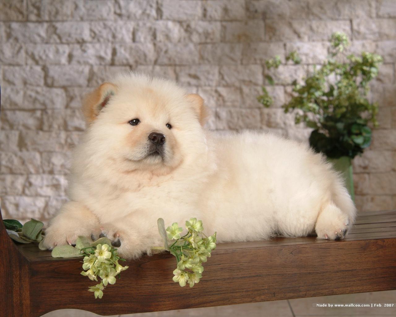 Puppies image Chow Chow Puppy Wallpapers HD wallpapers and backgrounds