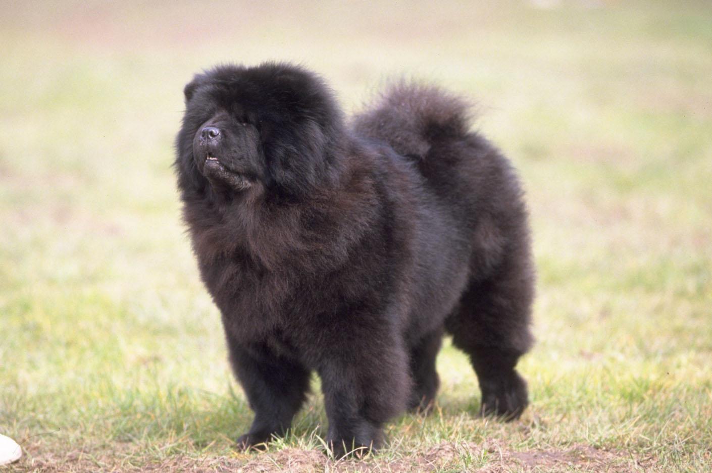 Chow Chow Wallpapers HD Download