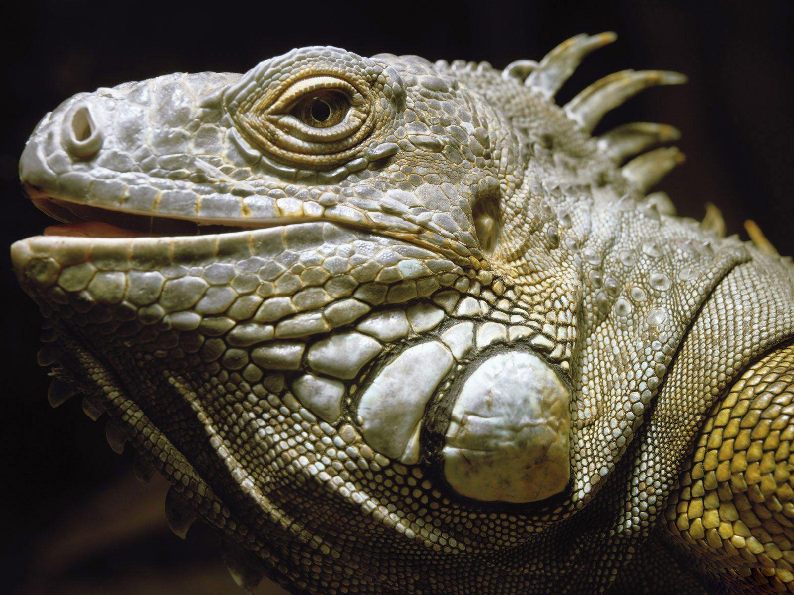 Desktop Wallpapers · Gallery · Animals · Green iguanas Lizard