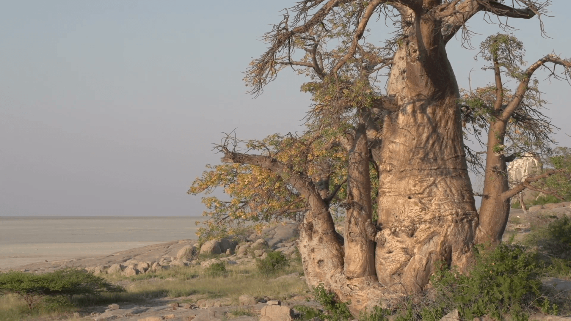 Zoom out on Baobab trees with Makgadikgadi Pans in the backgrounds