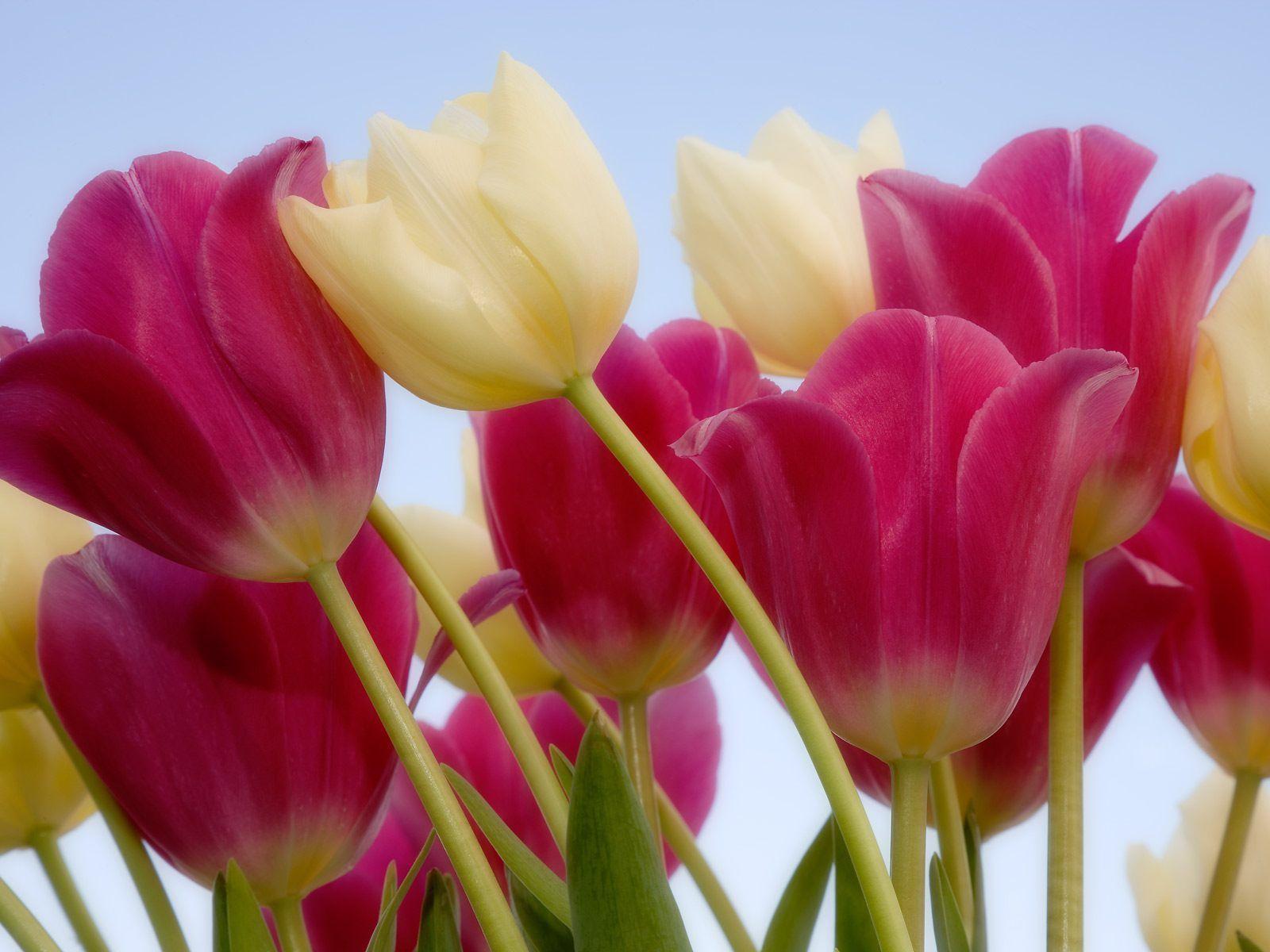 10 Tulips Flower Wallpapers For Your Desktop Backgrounds